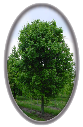 Debra Maple Deborah Maple - Srbs Trees