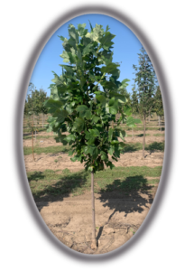 Tulip Tree - Srbs Trees